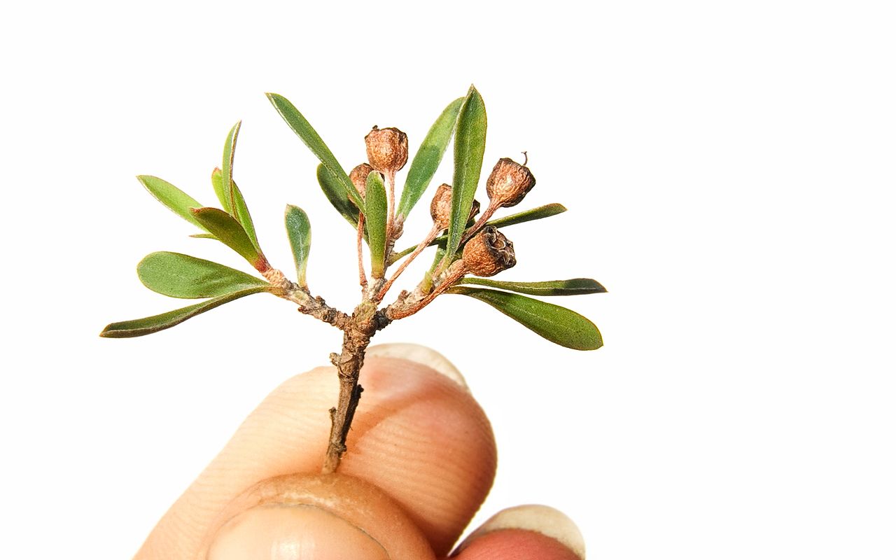 ITC Doctrine - Tree with Hands